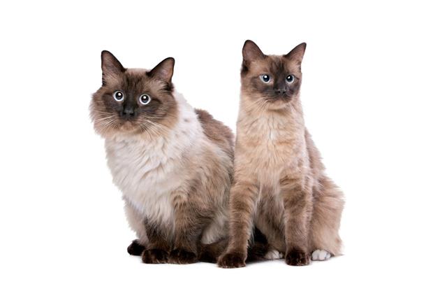 Couple Of Ragdoll Cats