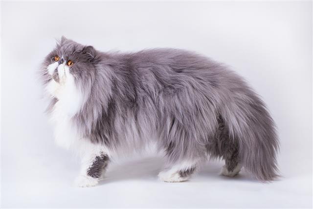 Young Bicolor Persian Cat