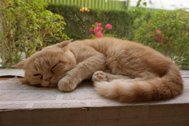 Persian Cat In Sleep Mode