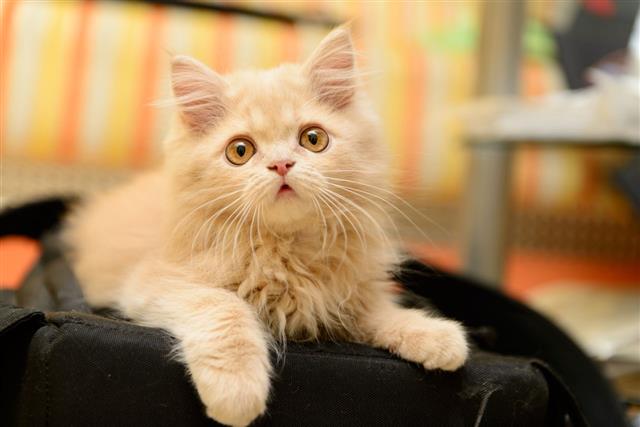 Fluffy Persian Kitten