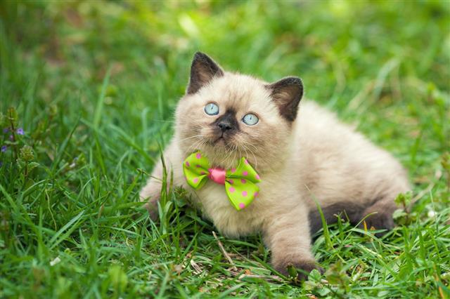 Little Kitten Wearing Bow Tie