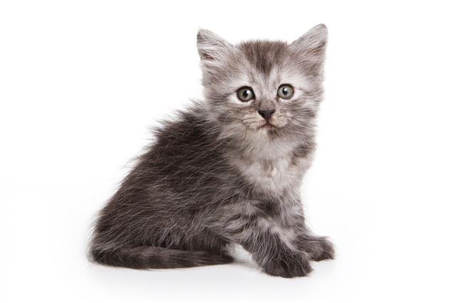 Gray Fluffy Kitten