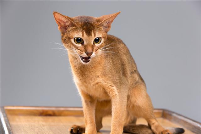Purebred Abyssinian Young Cat