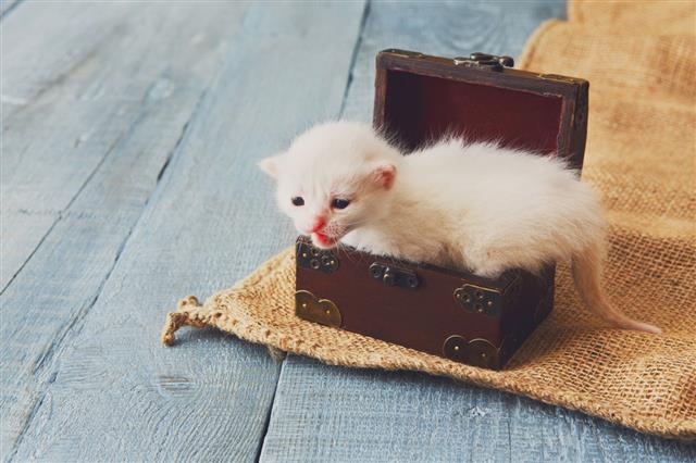Cute White Tiny Kitten