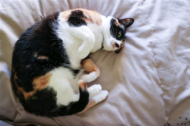 Calico Cat Curled Up On Bed
