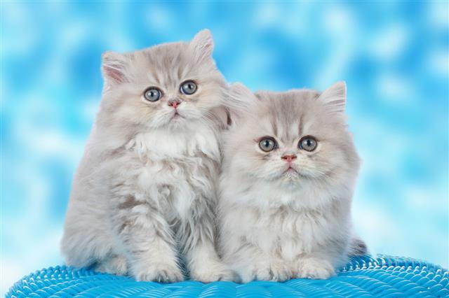 Two Sweet Persian Kitten