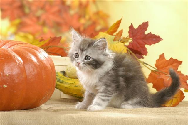 Kitten Is Playing With Pumpkin