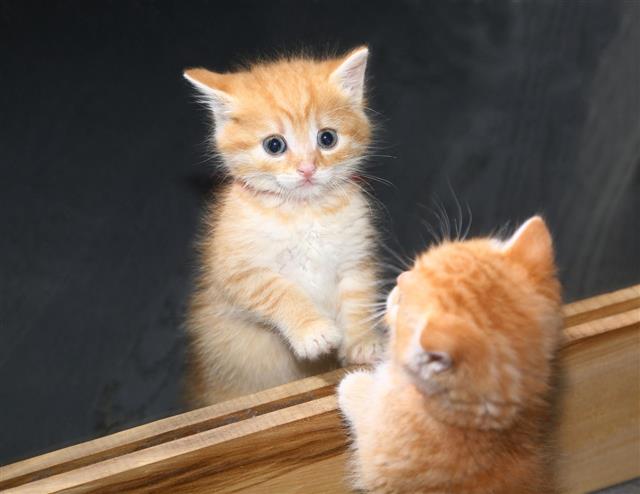 Kitten Reflection In Mirror