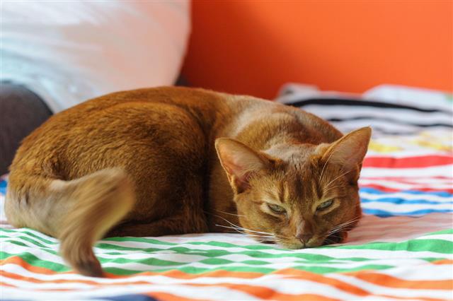 Purebred Abyssinian Cat