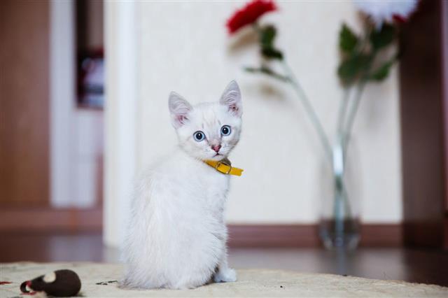 Gray Kitten With Blue Eyes
