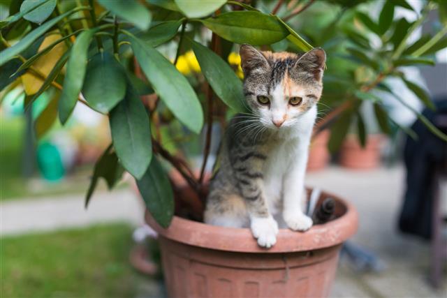 Kitty Cat In Flower Pot