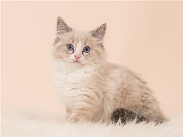 Longhair Baby Cat