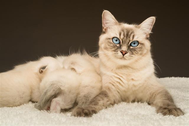 Ragdoll Cat Mummy With Kittens