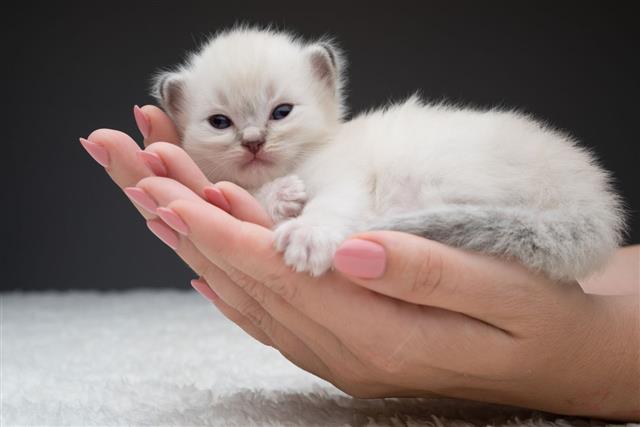White Baby Cat
