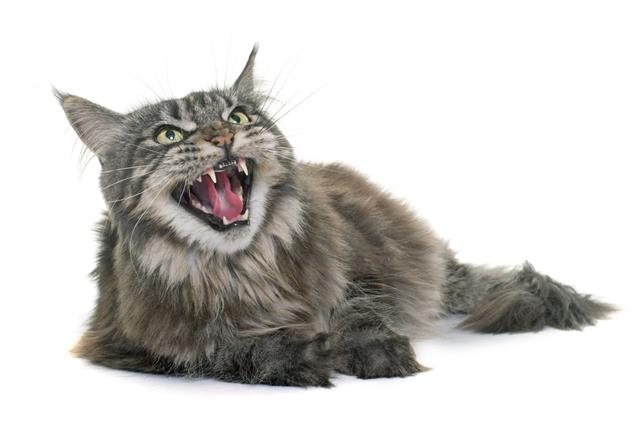 Angry Maine Coon