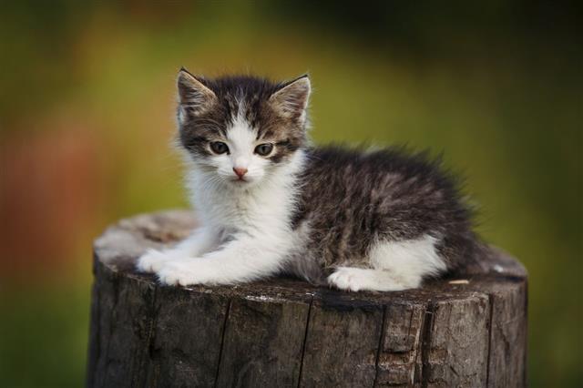 Kitten Sitting On A Stump