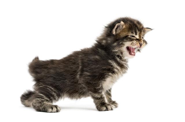 Maine Coon Kitten Meowing