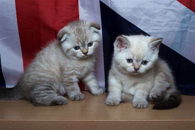 Kitten Of British Breed