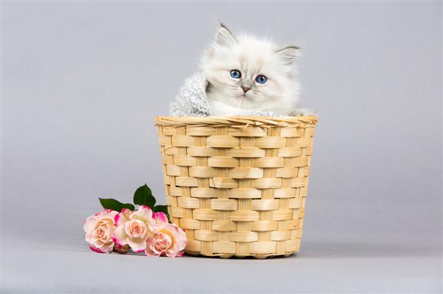 Portrait Of Siberian Kitten