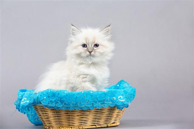 Portrait Of Siberian Kitten
