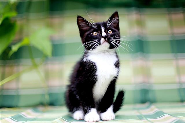 Black And White Kitten