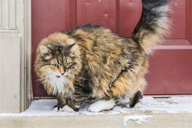 Angry Calico Maine Coon Cat