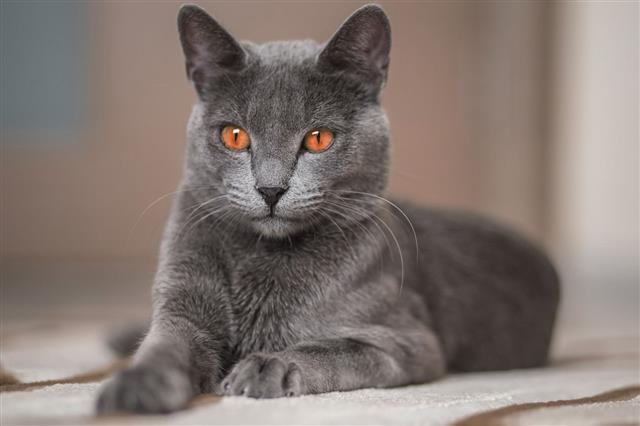 Rusian Blue Cat