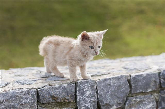 Cat Walking On Stone Fence