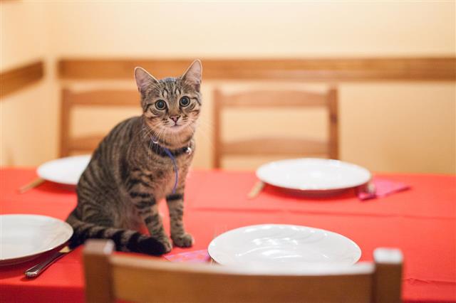 Kitten Standing On Table