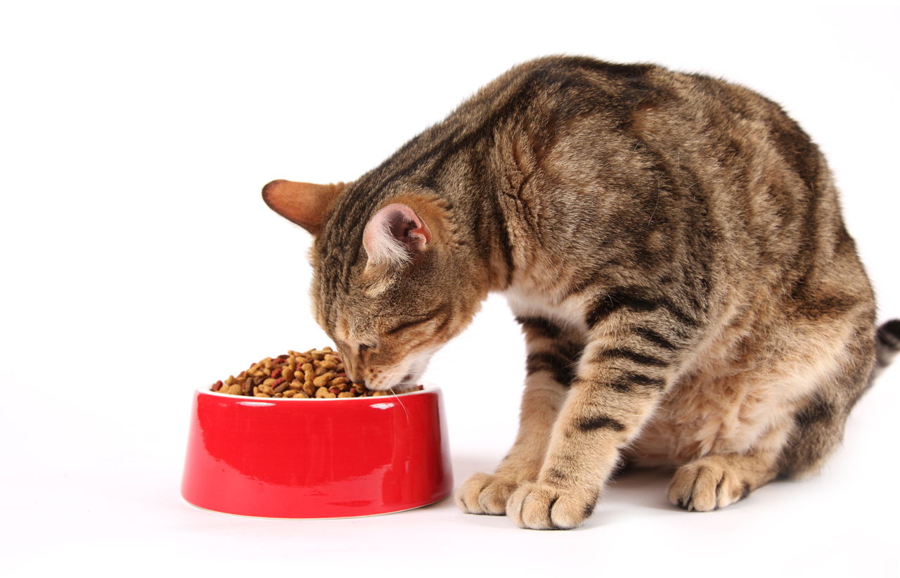 Antianxiety Medication for Cats