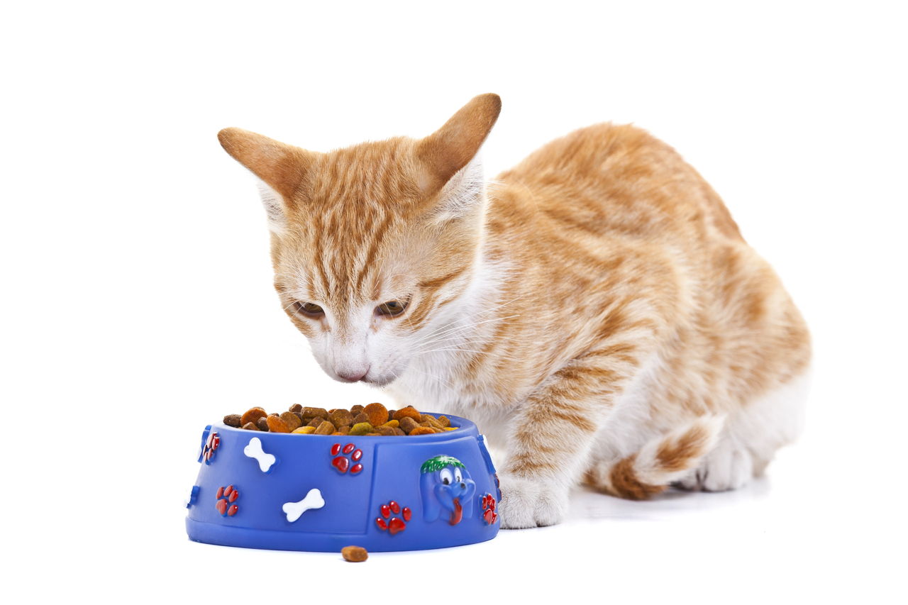 Antianxiety Medication for Cats Cat Appy
