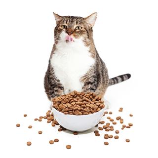 Fat Cat Eating Food