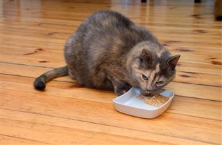 Cat Eating Food From Bowl