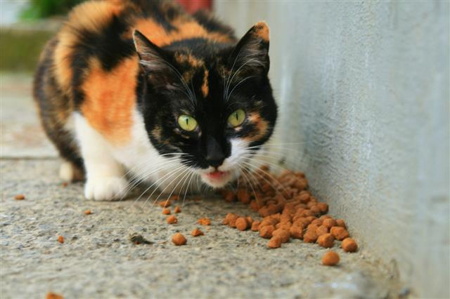 Hungry Cat Eating Food