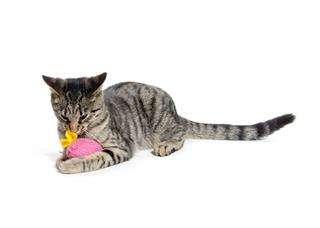 Cute Tabby Cat With Toy
