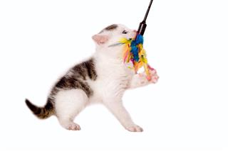 Cat Playing With Cat Toys