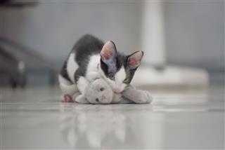 Cat Play With Kitten Doll