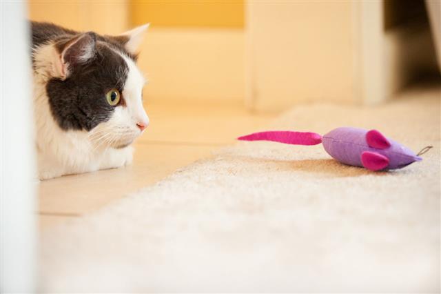 Cat Creeping On Toy Mouse