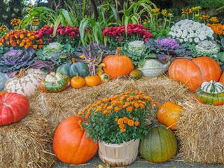 Pumpkin Decorations