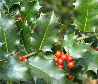 Red Berries Of Holly