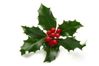 Sprig Of Holly Leaves And Berries