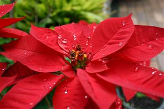 Beautiful Red Poinsettia With Raindrops