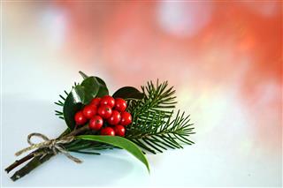 Holly Berries And Fir Branches