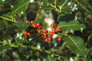 Berries And Holly