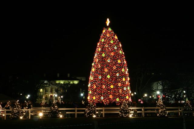 National Christmas Tree In Washington Dc