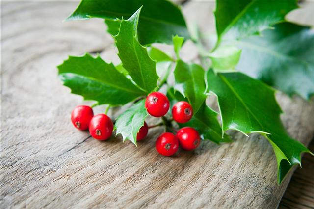 Holly On Wooden Background