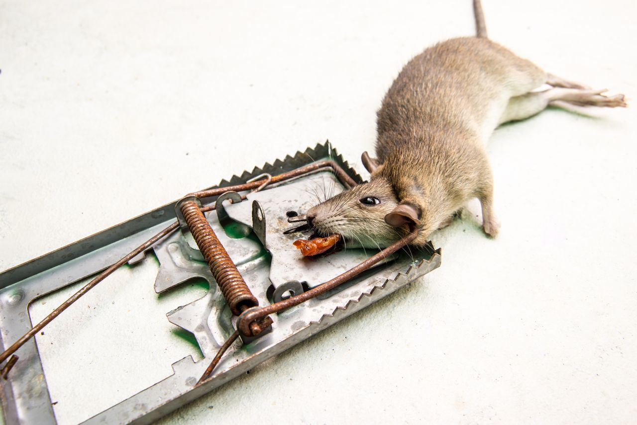 1280 525810194 dead rat killed by rat trap