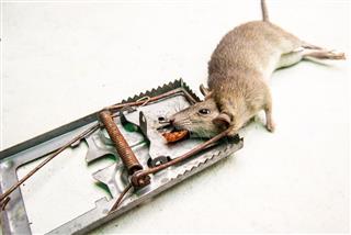 Dead Rat Killed By Rat Trap