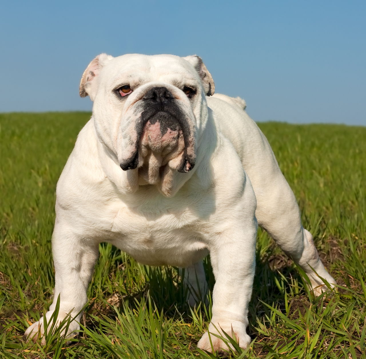 Everything You Need to Know About Miniature English Bulldogs