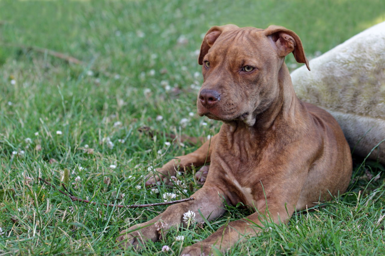 Key Traits That Define the Personality of a Pit BullLab